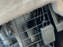 -宠爱国际动物医院·消化内科·心肾内科·ISFM猫友好(望京店)