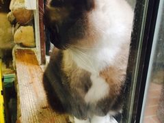 -猫咪博物馆(顶澳仔猫街店)