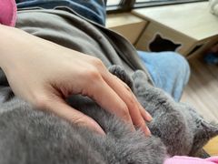 -喵的天空名猫咖啡馆·撸猫·猫舍·用品