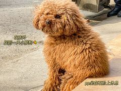 -苏记丸子汤(彭城路店)