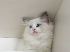 -东方名猫馆·英短金渐层布偶猫舍(环线广场1号楼店)