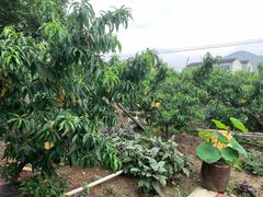 -老袁家蜜桃农场·阳山水蜜桃