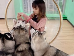 -Husky Go! 哈士奇体验馆·宠物咖啡厅狗咖