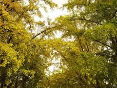 -三里屯东五街银杏大道