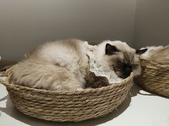 -怪兽屋·羊驼·猫咖·狗咖(俊华广场店)