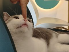 -飞行喵MR PILOT|猫舍·猫咖(静安大融城店)