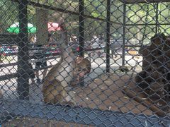 -长白岛森林公园