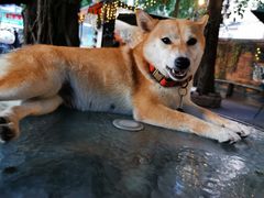 -柴犬高等学院·狗咖·柴犬售卖·宠物训练