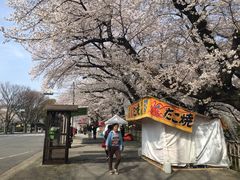 -名古屋城
