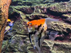 -上海海洋水族馆