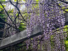 -龙寺生态园