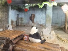 -海南热带野生动植物园