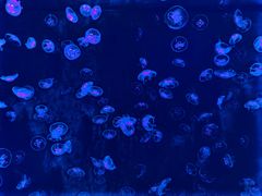 -沈阳海洋探索中心