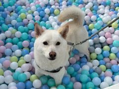 -汪说喵讲宠物乐园宠物酒店(红星美凯龙店)