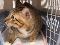 -瑞派康怡24h宠物医院·犬猫医疗中心·微创绝育(瑞景分院)