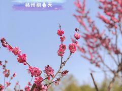 -蜀冈西峰生态公园