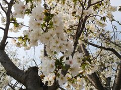 -杭州湾海上花田景区