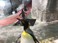 -大连圣亚海洋世界