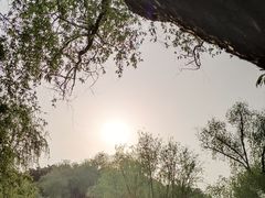 -上海共青森林公园