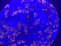 -江和美海洋公园