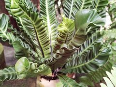 -深圳仙湖植物园