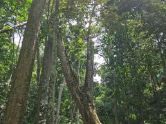 -西双版纳原始森林公园