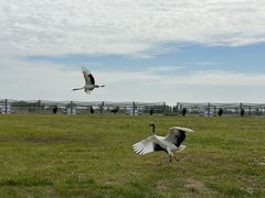 -盐城丹顶鹤湿地生态旅游区