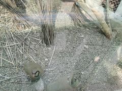 -青藏高原野生动物园