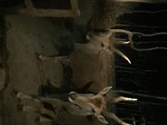 清迈夜间动物园-清迈夜间动物园