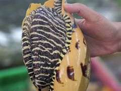 -车路士海鲜餐厅·黑金冠(南澳本地人店)