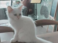 -平行世界·猫咖(首经贸店)