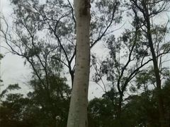 android_upload_pic-广西壮族自治区药用植物园
