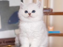-小猫来了·猫舍(红山六九七九店)