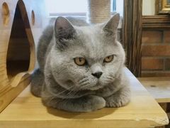 -more than meow吴止猫主题餐厅(承德 中船汇店)