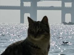 -星海湾跨海大桥