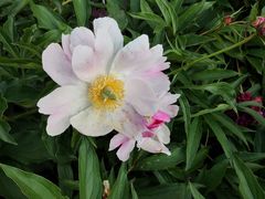 -黑龙江省森林植物园