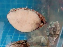 -宾朋海鲜美食特色餐厅·纯手工鲅鱼水饺(兴海路店)