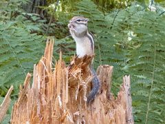 -五营红松林海景区