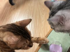 -猫和宫(六道口店)