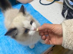 -美联众合爱康动物医院•复杂内科•肿瘤科•牙科•腔镜诊疗中心
