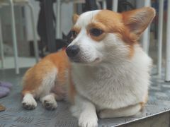 -小梁哥云吞面(黄贝岭店)
