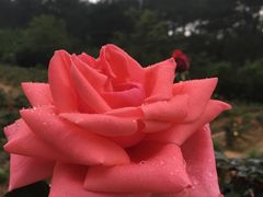 -牛鱼嘴原始生态风景区