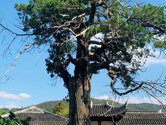 -司徒庙