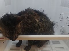 -宠物梦想家(日月豪庭店)