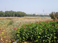 -北京麋鹿生态实验中心