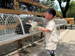 -鹅湖玫瑰文化园