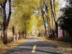 -王顺山国家森林公园