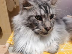 -瞄一喵猫咖(格力海岸店)