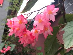 -大理文庙(大理古城)