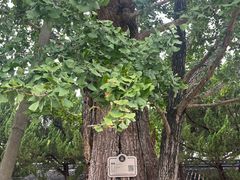 -苏州文庙(姑苏区)